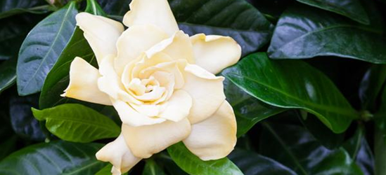 Gardenia jasminoides