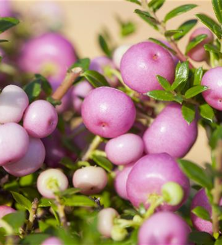 Gaultheria mucronata