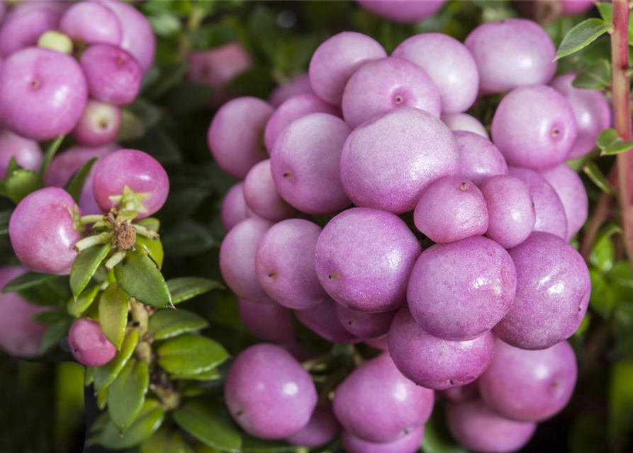 Gaultheria mucronata