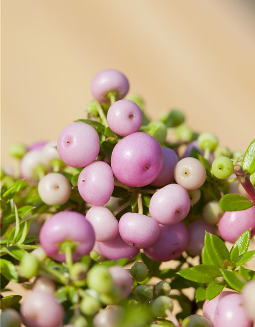 Gaultheria mucronata