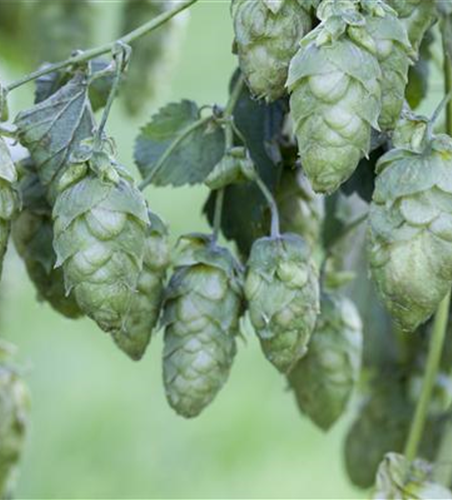 Humulus lupulus