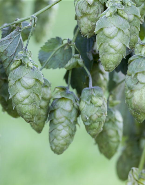 Humulus lupulus