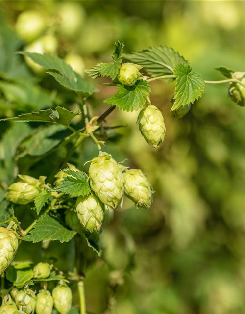 Humulus lupulus