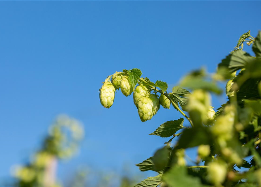 Humulus lupulus