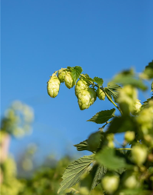 Humulus lupulus