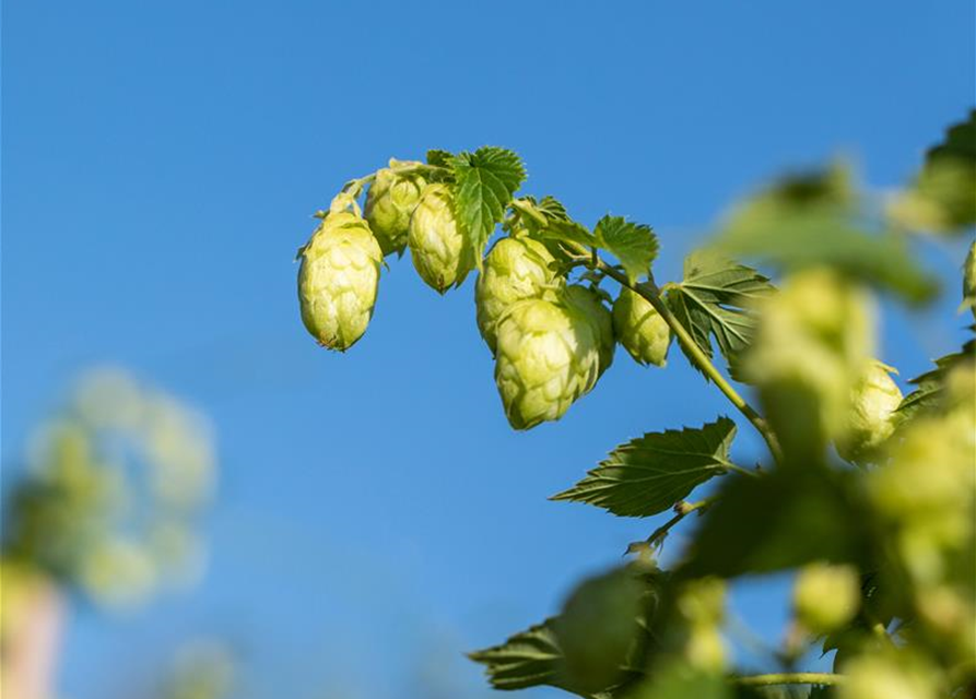 Humulus lupulus