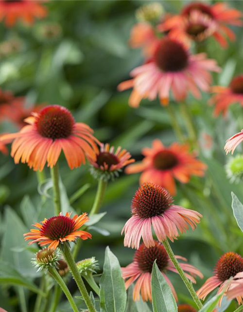 Echinacea purpurea