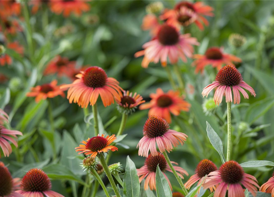 Echinacea purpurea