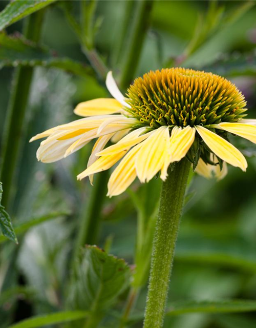 Echinacea purpurea