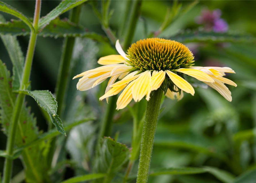 Echinacea purpurea