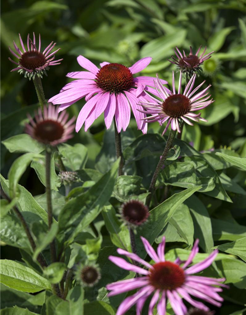 Echinacea purpurea