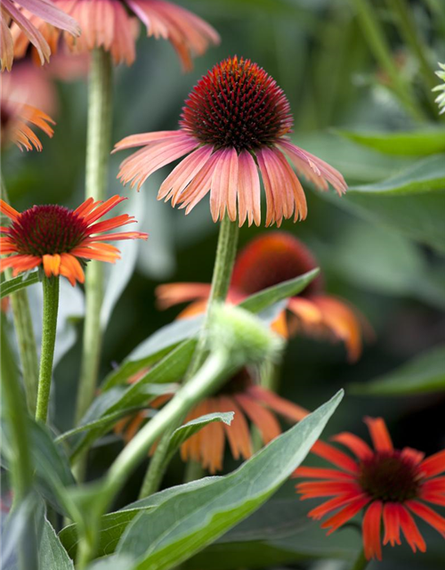 Echinacea purpurea