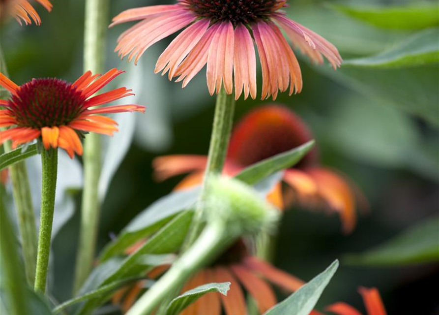 Echinacea purpurea