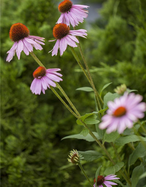 Echinacea purpurea