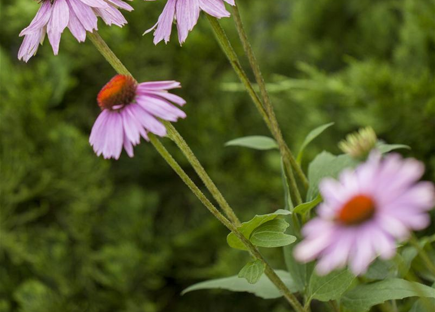 Echinacea purpurea