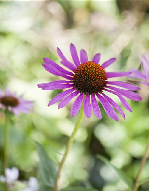 Echinacea purpurea