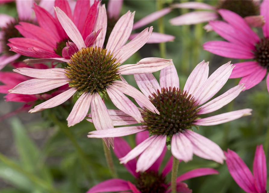 Echinacea purpurea