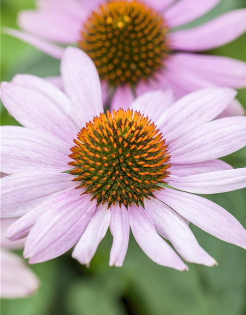 Echinacea purpurea