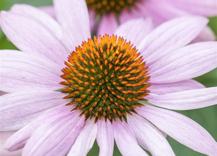 Echinacea purpurea