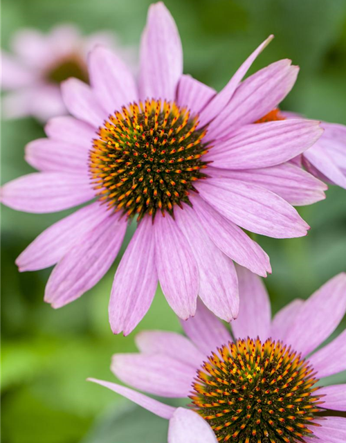 Echinacea purpurea