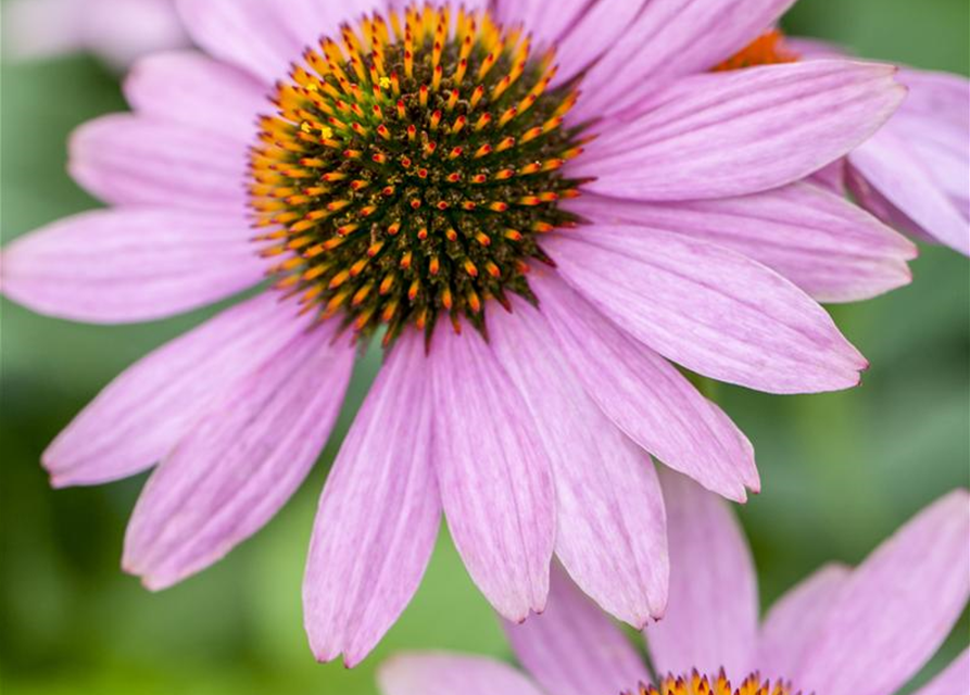 Echinacea purpurea