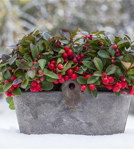 Gaultheria procumbens