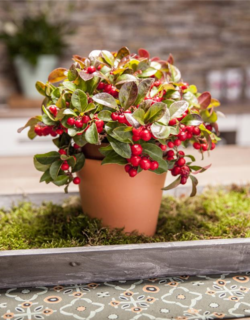 Gaultheria procumbens