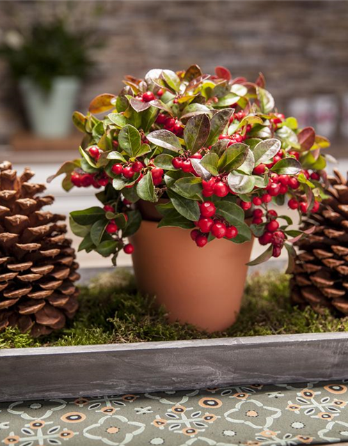 Gaultheria procumbens