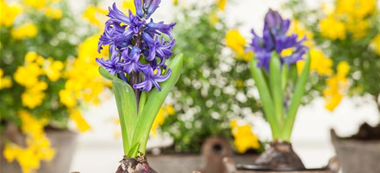 Hyacinthus orientalis