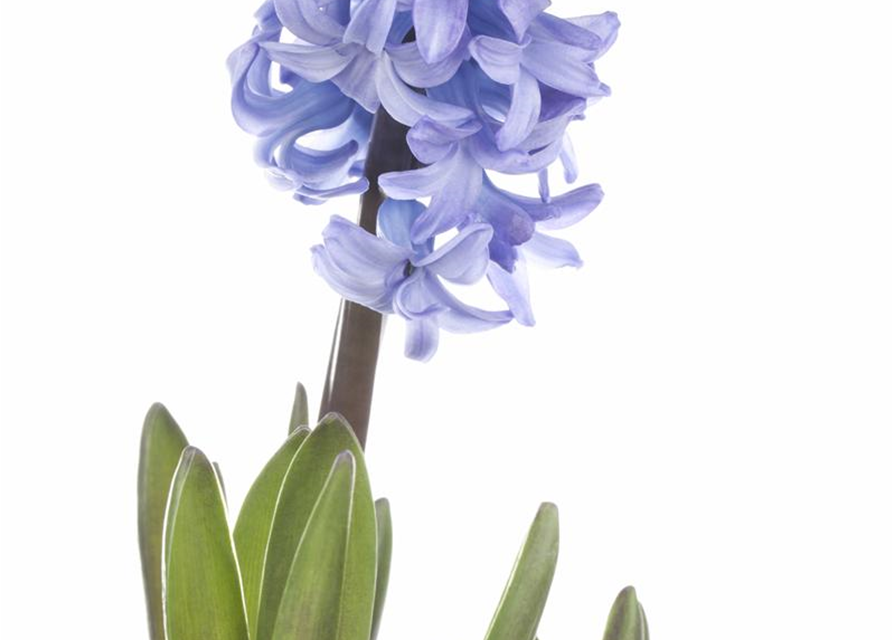 Hyacinthus orientalis