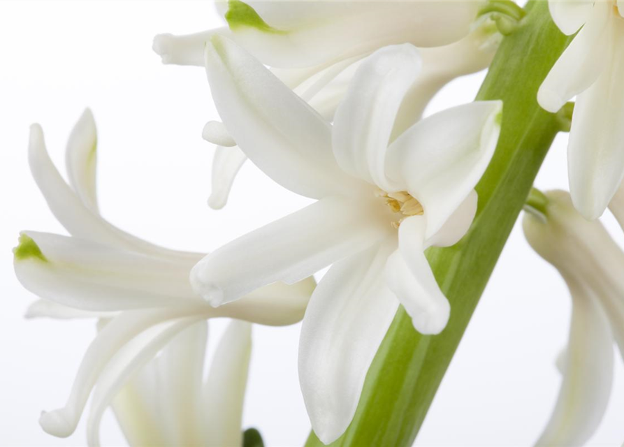 Hyacinthus orientalis