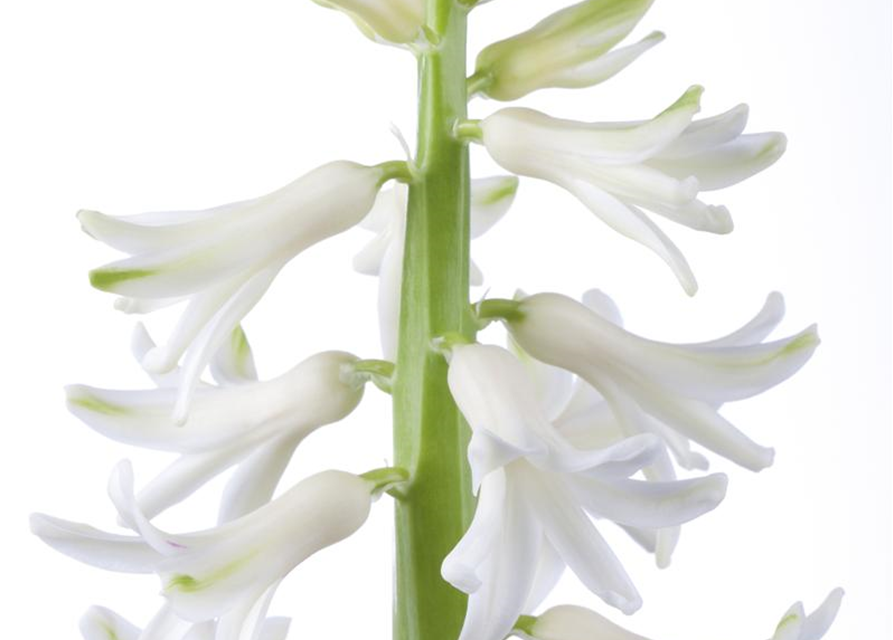 Hyacinthus orientalis