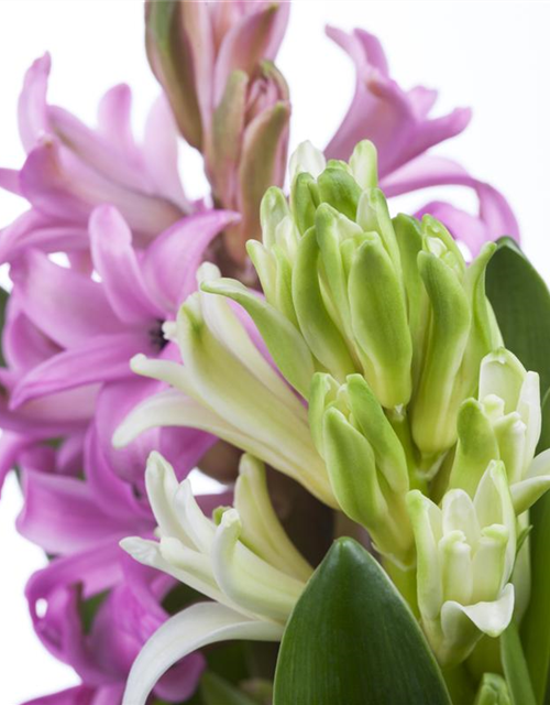 Hyacinthus orientalis