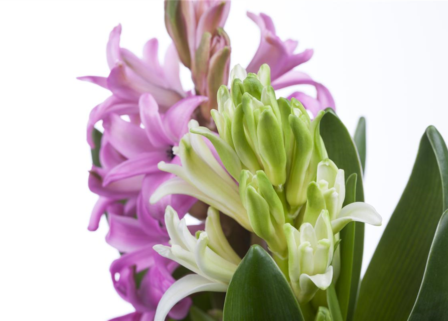 Hyacinthus orientalis