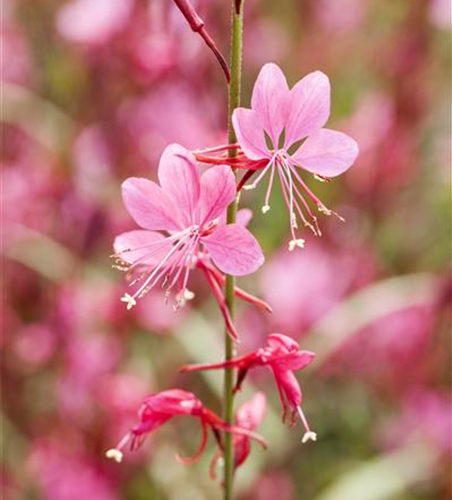 Gaura lindheimeri