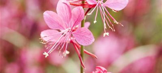 Gaura lindheimeri