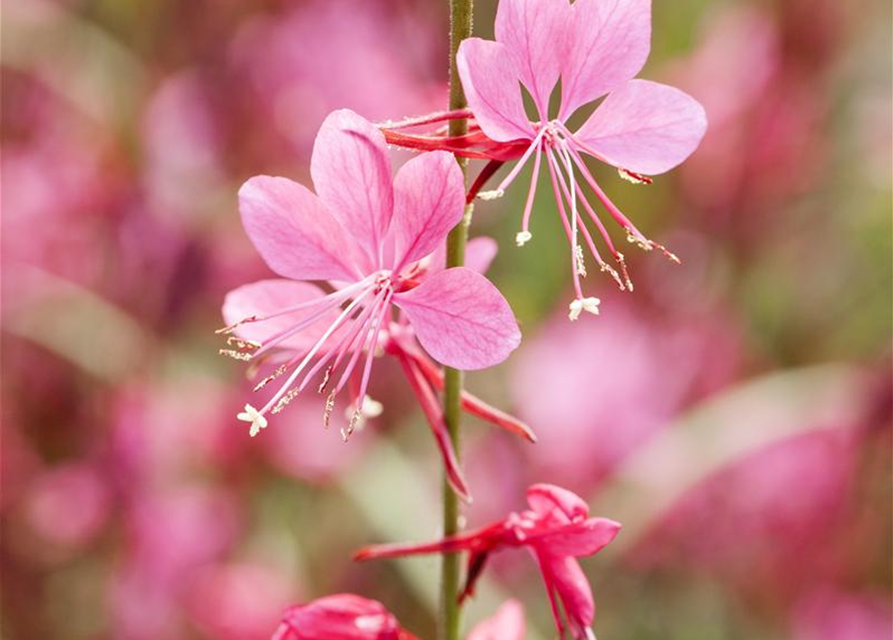 Gaura lindheimeri