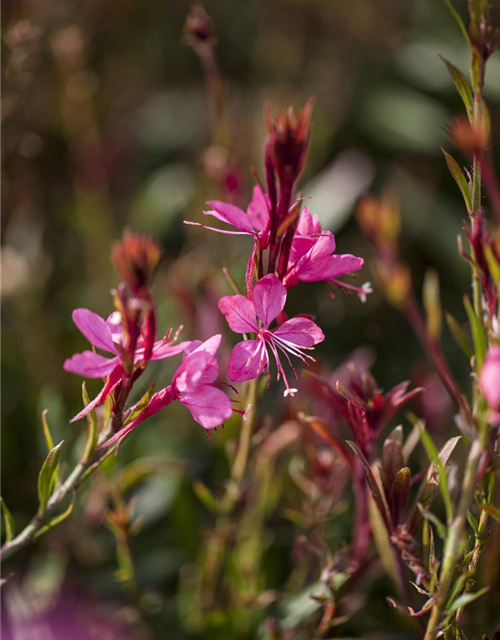 Gaura lindheimeri