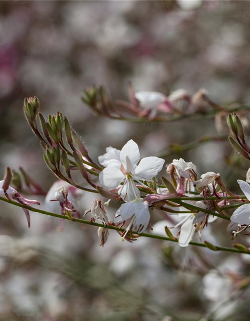 Gaura lindheimeri