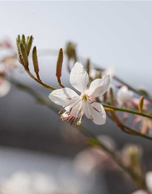 Gaura lindheimeri