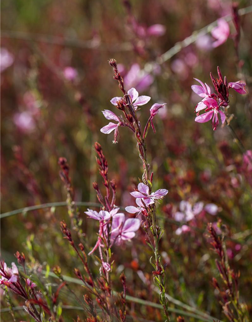 Gaura lindheimeri