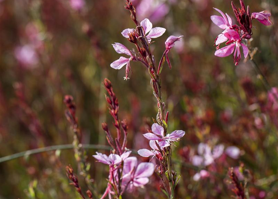 Gaura lindheimeri