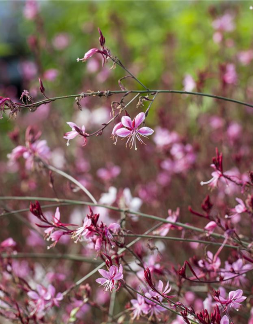 Gaura lindheimeri