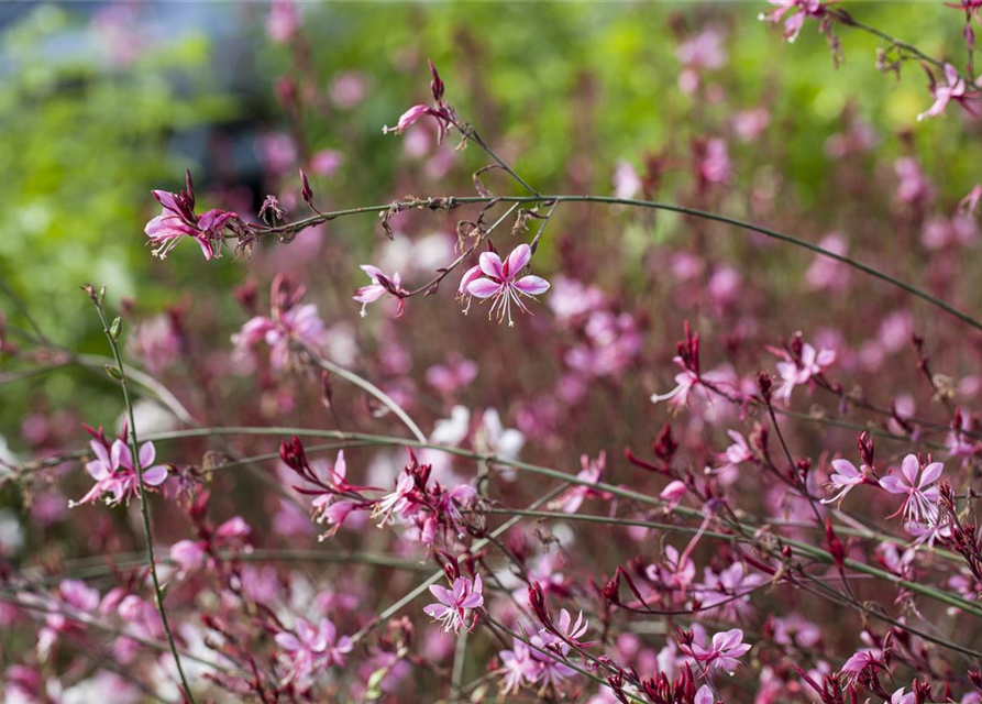 Gaura lindheimeri