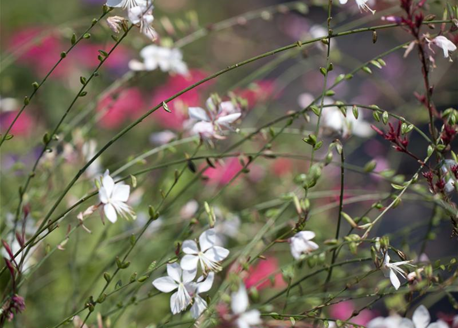 Gaura lindheimeri