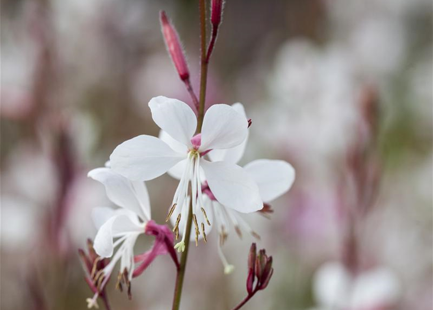 Gaura lindheimeri