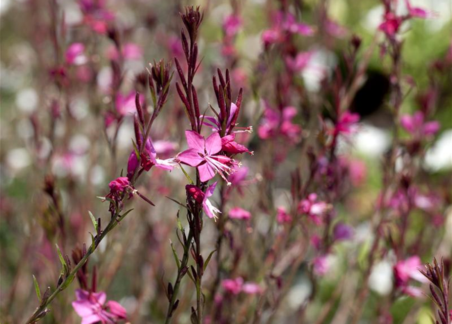 Gaura lindheimeri