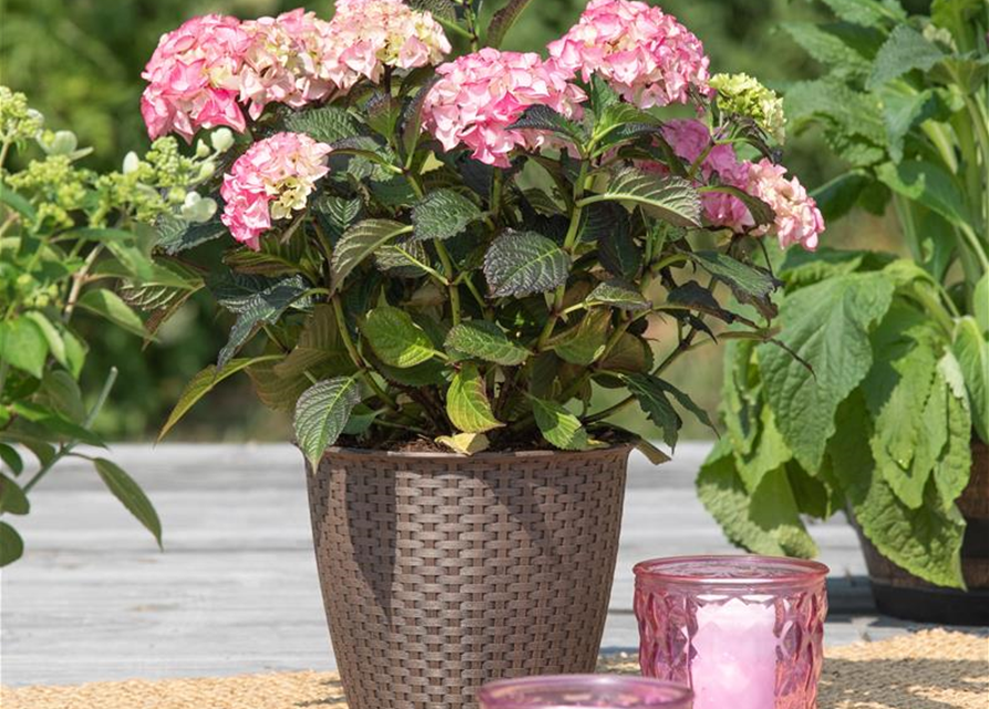 Hydrangea 'Black Diamonds'®