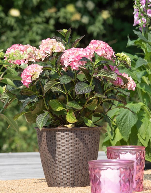 Hydrangea 'Black Diamonds'®