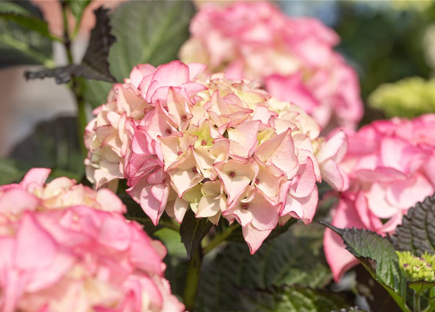 Hydrangea 'Black Diamonds'®